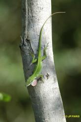 Lézards d'Amérique